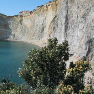 Jupiter's beard barba di Giove (Anthyllis barba jovis) in Ponza - Photo Gianluca Nicolella