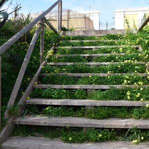 Oxalis pes-caprae sulla salita verso il Cimitero, Ventotene (foto R. Frondoni)