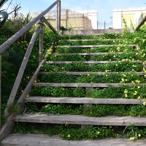 Oxalis pes-caprae growing below and between the stairs to the Cemetery, Ventotene (Photo R. Frondoni)