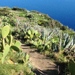 Invasione di Opuntia ficus-indica ed Agave americana in localit Punta dell'Arco, Ventotene (foto Agnese Tilia)