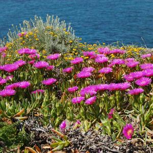 Carpobrotus in competizione con le specie native: ginestrino (Lotus cytisoides) e elicriso (Helichrysum litoreum) a Punta Eolo (ora eradicato), Ventotene 2017 (foto R. Frondoni)