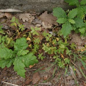 Oxalis pes-caprae ai piedi di un piccolo popolamento di querce (Quercus pubescens s.l.), di cui si vedono alcune plantule, Ventotene. (foto E. Carli)