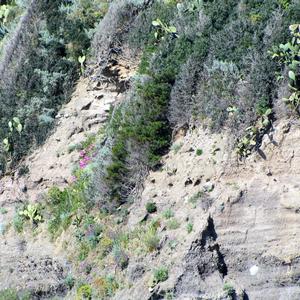 Opuntia ficus-indica and Carpobrotus sp. (flowering) threaten the sea cliff vegetation at Semaforo in Ventotene. (photo Agnese Tilia)