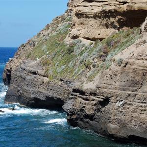 Carpobrotus threatens the native sea cliff vegetation with Matthiola tricuspidata (rare in Lazio), Helichrysum litoreum and Artemisia arborescens (habitat of Community interest), Parata Grande, Ventotene (picture by R. Frondoni)