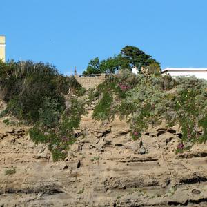 Carpobrotus sulla scogliera sotto il Museo ornitologico, Ventotene (foto A. Tilia)