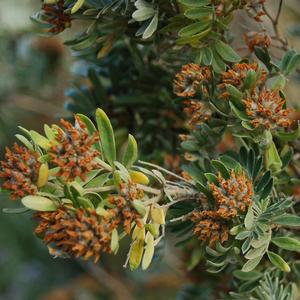 Vulneraria barba di Giove (Anthyllis barba jovis) - Foto Raffaella Frondoni