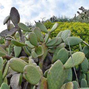 Opuntia ficus-indica invade la macchia con Euphorbia dendroides a Punta dell'Arco, Ventotene (foto Raffaella Frondoni)