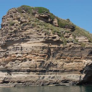 Carpobrotus on the sea cliff at Cala Battaglia, Ventotene (picture by R. Frondoni) 