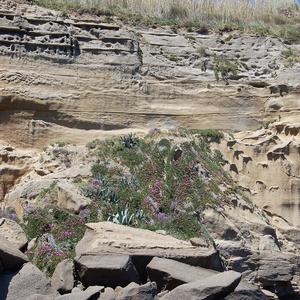 Carpobrotus insieme ad agave (altra invasiva) e Matthiola tricuspidata (specie rara nel Lazio) scogliera tra Fontanelle e Cala Nave, Ventotene (foto R. Frondoni)