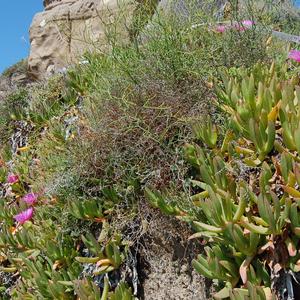 Carpobrotus in competizione con Limonium pandataria, endemica locale, Cala Nave (gi eradicato), Ventotene 2017 (foto R. Frondoni)