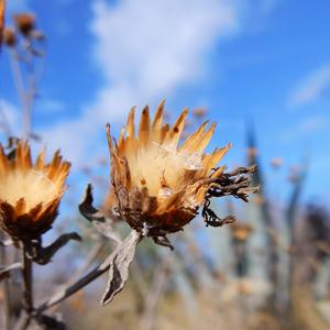 Fiordaliso di Ventotene (Centaurea aeolica subsp pandataria) - Foto di Gianluca Nicolella