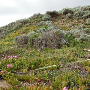 Plot a Punta Eolo prima dell'eradicazione del Carpobrotus