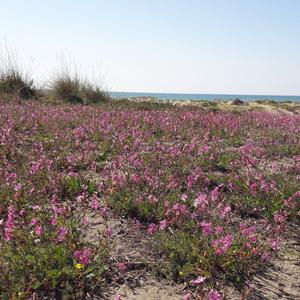 Eradication of Carpobrotus in Passoscuro - Picture n. 5