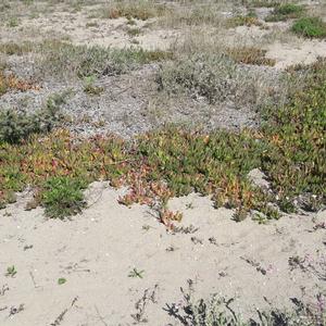 Eradication of Carpobrotus in Passoscuro - Picture n. 4