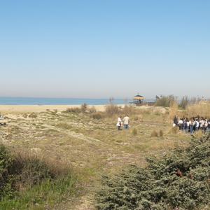 Eradication of Carpobrotus in Passoscuro - Picture n. 1