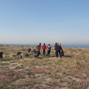 Eradication of Carpobrotus in Passoscuro - Picture n. 9