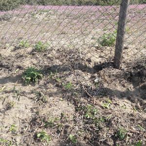 Eradication of Carpobrotus in Passoscuro - Picture n. 8