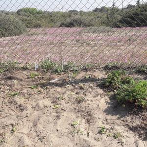 Eradication of Carpobrotus in Passoscuro - Picture n. 11