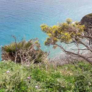 Tyrrhenian broom in Ponza (photo: F. Petrassi)