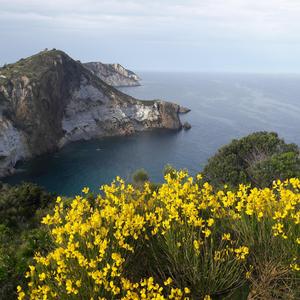 Ginestra tirrenica a Ponza (foto F. Petrassi)