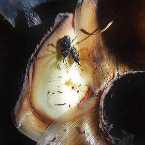 Il punteruolo nero dell'agave (Scyphophorus acupunctatus)