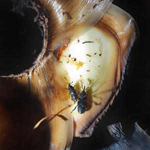 Agave weevil (Scyphophorus acupunctatus)