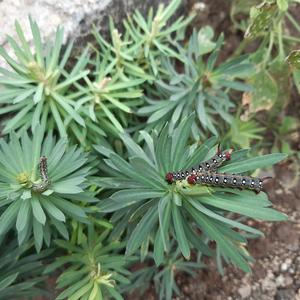 Caterpillars of spurge hawk-moth (Hyles euphorbiae)