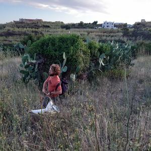 Monitoring arthropods in Ventotene