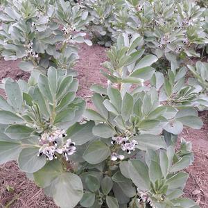 Plants of broad beans in bloom