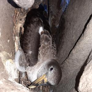 Monitoring nests of Scopoli's shearwaters. How's it going this year? - Picture n. 4