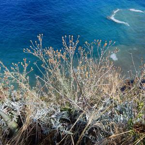 Fiordaliso di Ventotene (Centaurea aeolica subsp pandataria) - Foto di Gianluca Nicolella