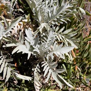 Centaurea aeolica subsp pandataria - Photo Gianluca Nicolella