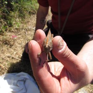 Prime attivit di monitoraggio degli invertebrati - Foto n. 2