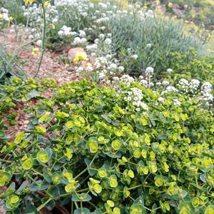 Euphorbia segetalis e Brassica fruticulosa