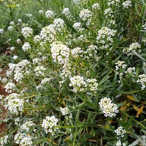 Lobularia maritima