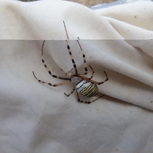 Argiope bruennichi (photo Gianluca Stasolla)