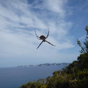 Argiope lobata (photo Gianluca Stasolla)