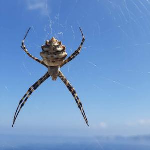 Argiope lobata (photo Gianluca Stasolla)