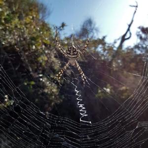 Argiope lobata (foto: Gianluca Stasolla). Sulla tela si pu notare la struttura detta "stabilimentum".