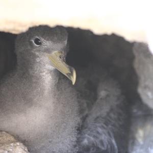 Scopoli's shearwater