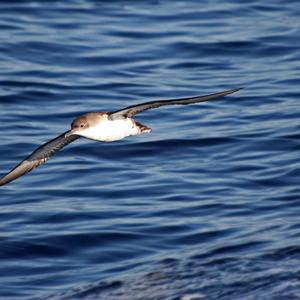 Yelkouan shearwater (Puffinus yelkouan) (Photo Camilla Gotti)