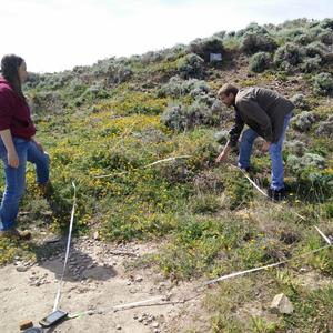 Where once Carpobrotus was (almost) all over... - Picture n. 1