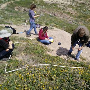 Where once Carpobrotus was (almost) all over... - Picture n. 2