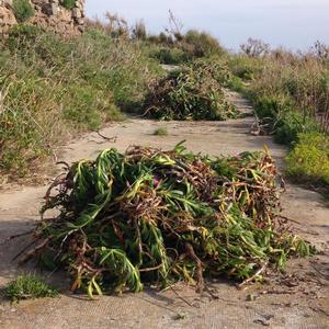 Where once Carpobrotus was (almost) all over... - Picture n. 3