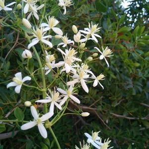 Fragrant virgin's bower (Clematis flammula) (Photo Emanuela Carli)