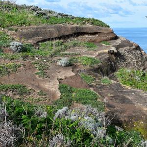 Quest'area a Punta Eolo era ricoperta da Carpobrotus, che è stato rimosso nel 2017 con l'eccezione del popolamento al margine (foto di Raffaella Frondoni)