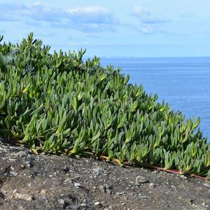 Popolamento di Carpobrotus che deve essere rimosso in sicurezza da Punta Eolo (Ventotene) (foto di Raffaella Frondoni)