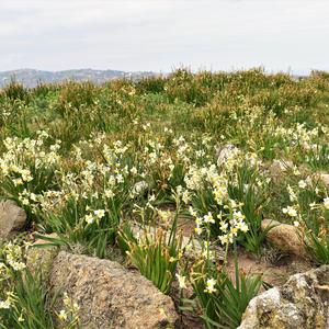 L'area del cimitero di Santo Stefano ricoperta da narcisi (Narcissus tazetta L.)  (foto di Raffaella Frondoni)