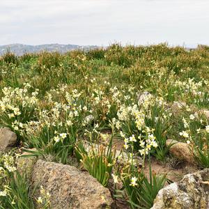 The cemetery in Santo Stefano covered with daffodils (Narcissus tazetta L.) (photo Raffaella Frondoni)