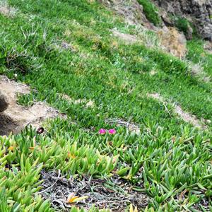 Carpobrotus inizia a fiorire (foto di Raffaella Frondoni)